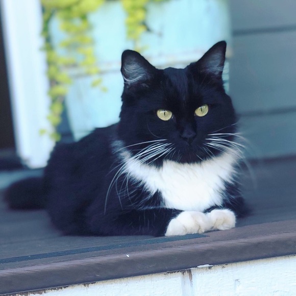 Meet your Posher, Ariel - Picture 1 of 1